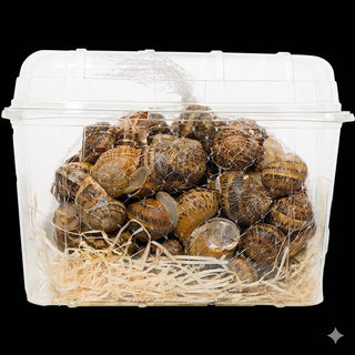 1kg Lumache Helix Aspersa Muller Fresche
